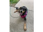 Adopt Bella a Black and Tan Coonhound