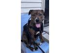Adopt Lola Jean a Pit Bull Terrier