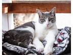 Adopt Sage a American Shorthair, Domestic Short Hair