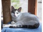 Adopt Petal a Domestic Short Hair