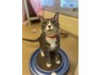Adopt Milo a Domestic Short Hair