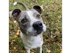 Adopt Willow a American Staffordshire Terrier