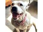 Adopt Harley Quinn a American Staffordshire Terrier, Mixed Breed