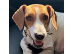 Adopt Mama Tay a Beagle, Basset Hound