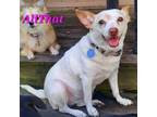 Adopt AllThat a Rat Terrier, Mixed Breed