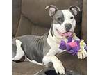 Adopt Luna Belle a American Staffordshire Terrier, Mixed Breed