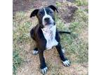 Adopt Lady Kluck a Labrador Retriever