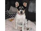 Adopt Aggie a Border Collie, Australian Cattle Dog / Blue Heeler