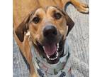 Adopt Dixie a Hound, Mixed Breed