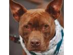 Adopt Cha Ta a Pit Bull Terrier
