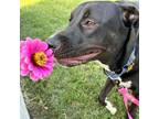 Adopt Veronica a Shepherd, Australian Cattle Dog / Blue Heeler