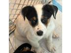 Adopt Luna a Bernese Mountain Dog, Mixed Breed