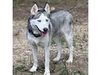 Adopt Asia a Husky
