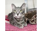 Adopt Mica a Domestic Short Hair