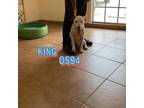 Adopt 0594 (King) a Mixed Breed
