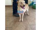 Adopt 1837 a Mixed Breed