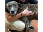Adopt 0508 (Bono) a Mixed Breed