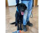Adopt 1773 (Jake) a Black Labrador Retriever