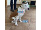 Adopt 0592(Scotty) a Pit Bull Terrier