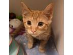 Adopt Goofy a Domestic Short Hair
