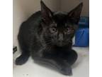 Adopt Max a Domestic Short Hair