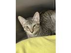 Adopt Cedar a Domestic Short Hair