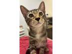 Adopt Oak a Domestic Short Hair