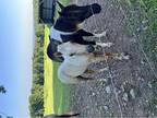 Tobiano Fox Trotter Mare