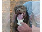 American Pit Bull Terrier-Chocolate Labrador retriever Mix DOG FOR ADOPTION