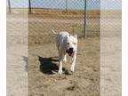 Dogo Argentino DOG FOR ADOPTION RGADN-1089561 - Shasta - Dogo Argentino (short