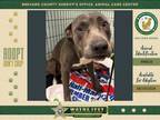 Adopt Oak a Mixed Breed