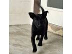 Adopt Theo a Shepherd