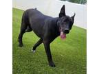 Adopt Dave a Shepherd