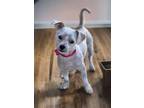Adopt Toby a Yorkshire Terrier, Poodle