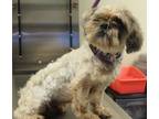 Adopt Pen 225 (b) Gumbo a Shih Tzu