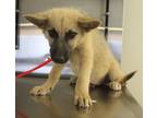 Adopt Vc-7 Brian a Shepherd, Siberian Husky