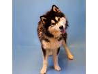 Adopt Pen 168 Charlie Hw a Alaskan Malamute
