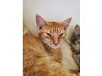 Adopt Anson a Domestic Short Hair