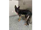 Adopt Sergeant a Mixed Breed