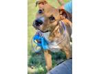 Adopt Cashew a English Pointer, Vizsla