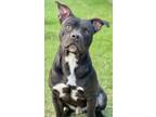 Adopt Hercules a Pit Bull Terrier