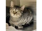 Adopt Spuds a Domestic Short Hair