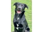 Adopt Jeffery a Labrador Retriever