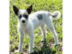 Adopt Baloo / Bodie a Jack Russell Terrier