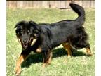 Adopt Bear a Shepherd