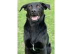 Adopt Ryder a Labrador Retriever