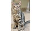 Adopt Scooter / Wally a Domestic Short Hair