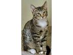 Adopt Blazer a Domestic Short Hair