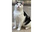 Adopt Blue / Ariel a Domestic Short Hair