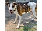 Adopt Acorn a English Pointer, Vizsla